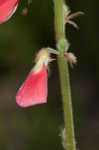 Spiked hoarypea